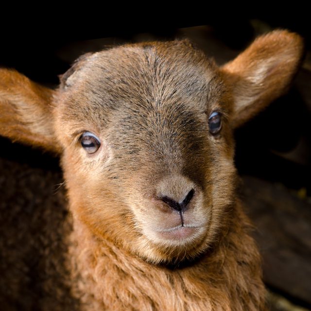 Agnello, misti lana
