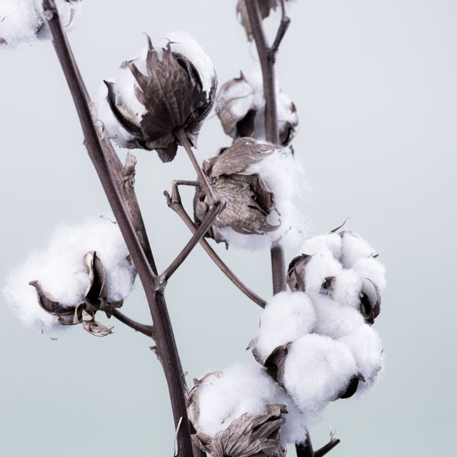Pianta di cotone, 100% puro cotone